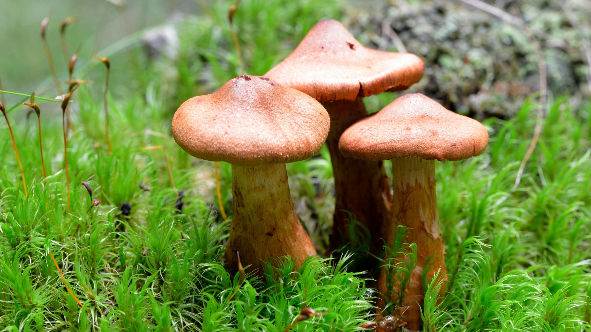 Der "Spitzgebuckelte Raukopf" auf Waldboden