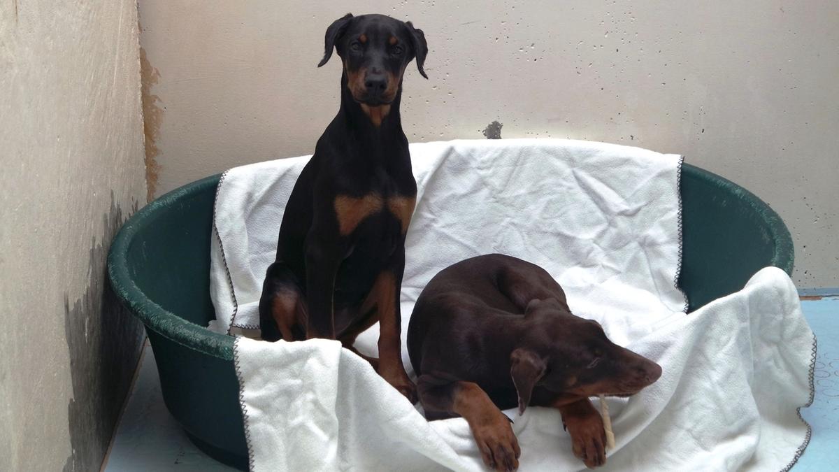 Kupieren Des Dobermanns Dobermann Rescue Hungaria E V