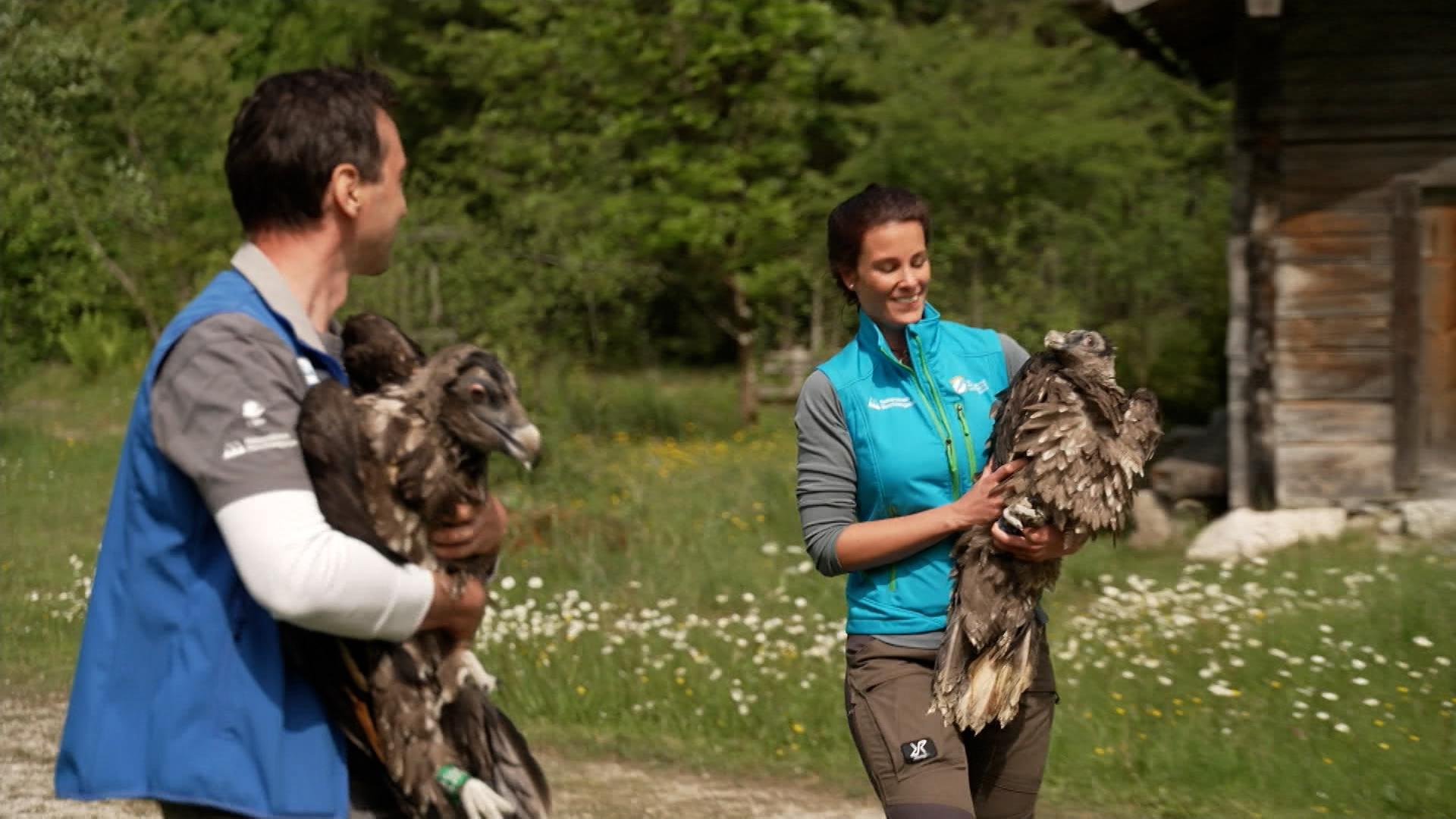 Video: Bartgeier im Nationalpark Berchtesgaden ausgewildert