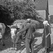 Der Bayerische Bauernbund - Eine Partei für die Dörfler | Bild: picture alliance/VisualEyze/United Archives | Karl Heinrich Lämmel