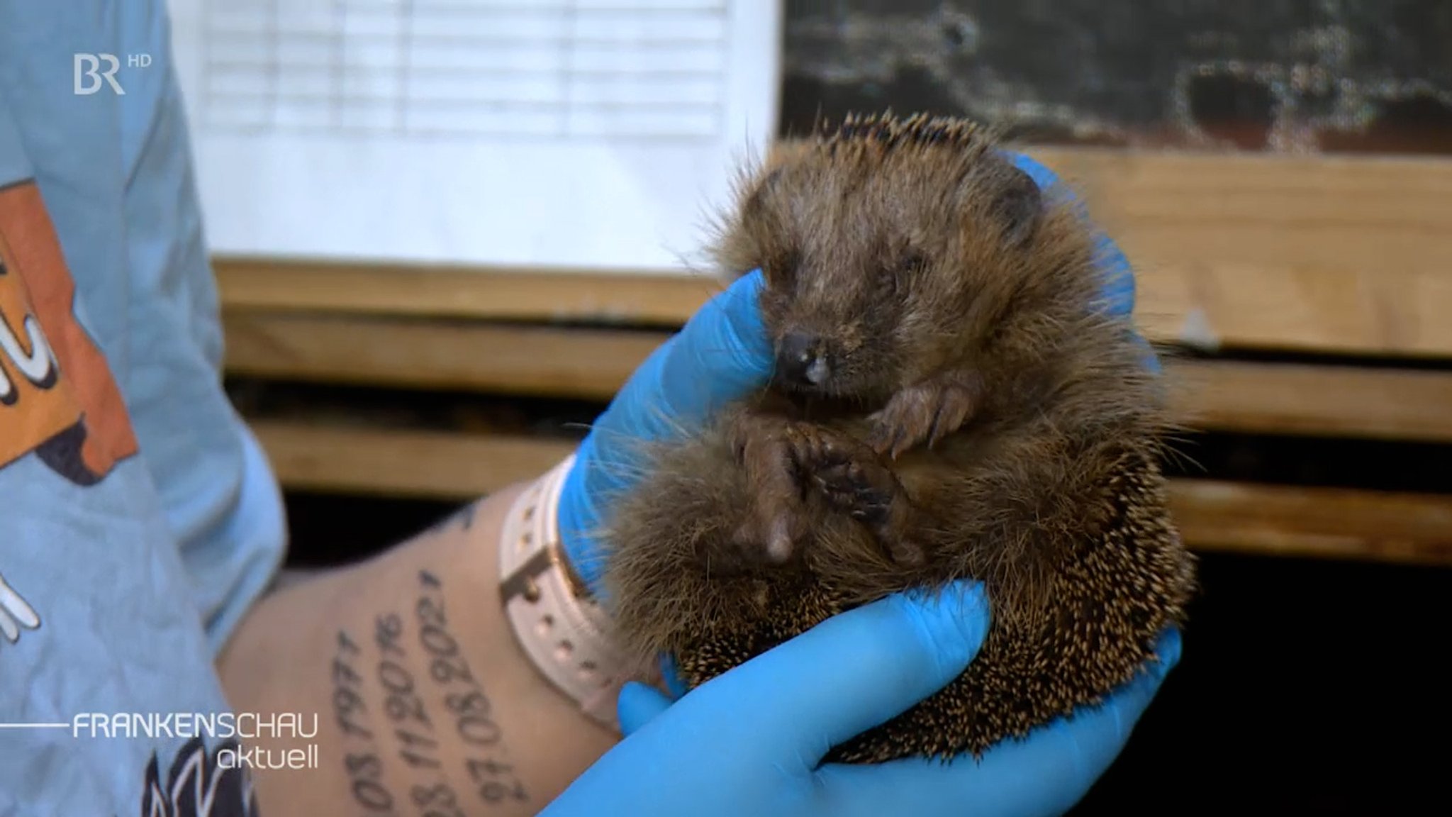 Igel leiden unter der aktuellen Hitze