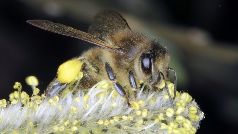 Biene sammelt Pollen auf einer Blüte.
