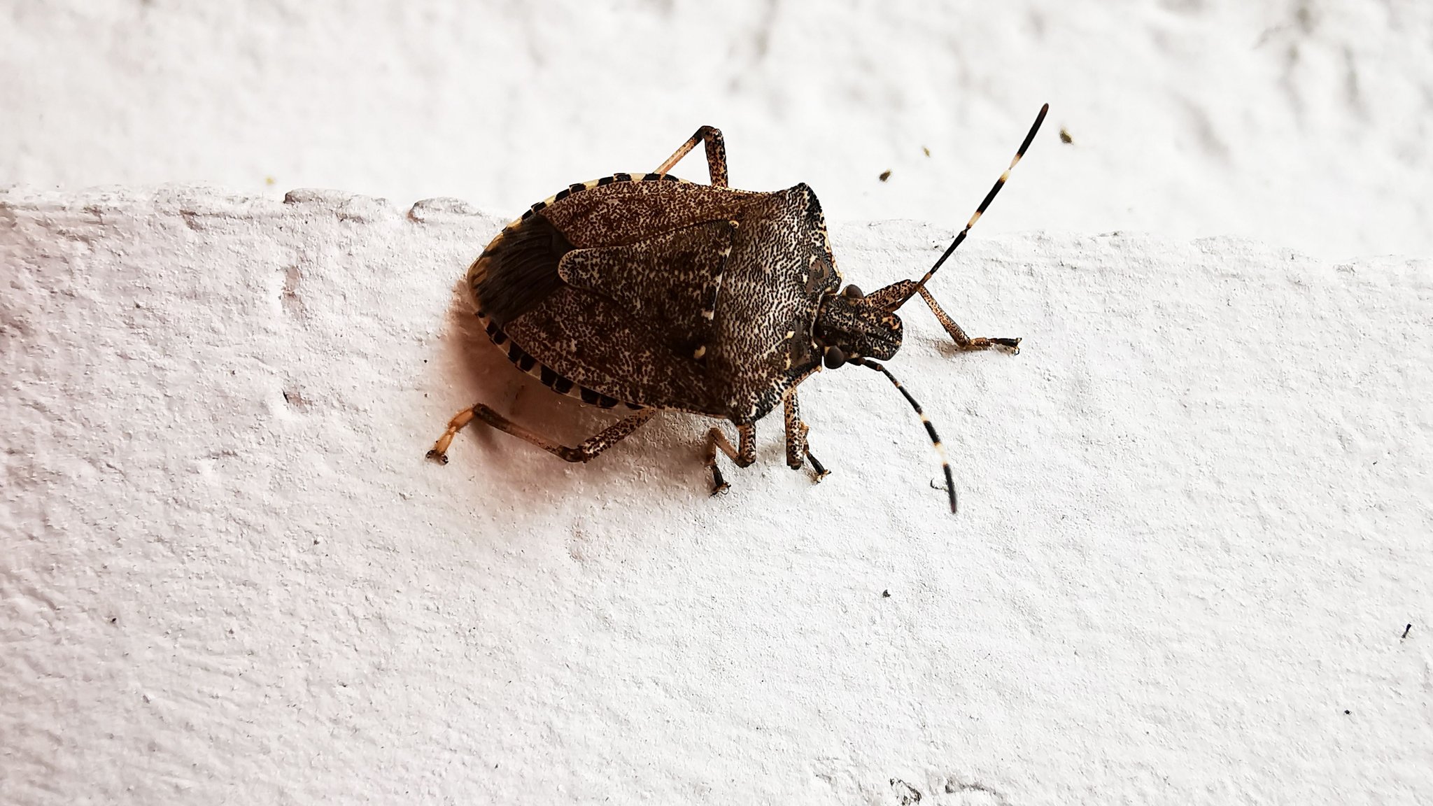 Stinkwanze an einer Hauswand