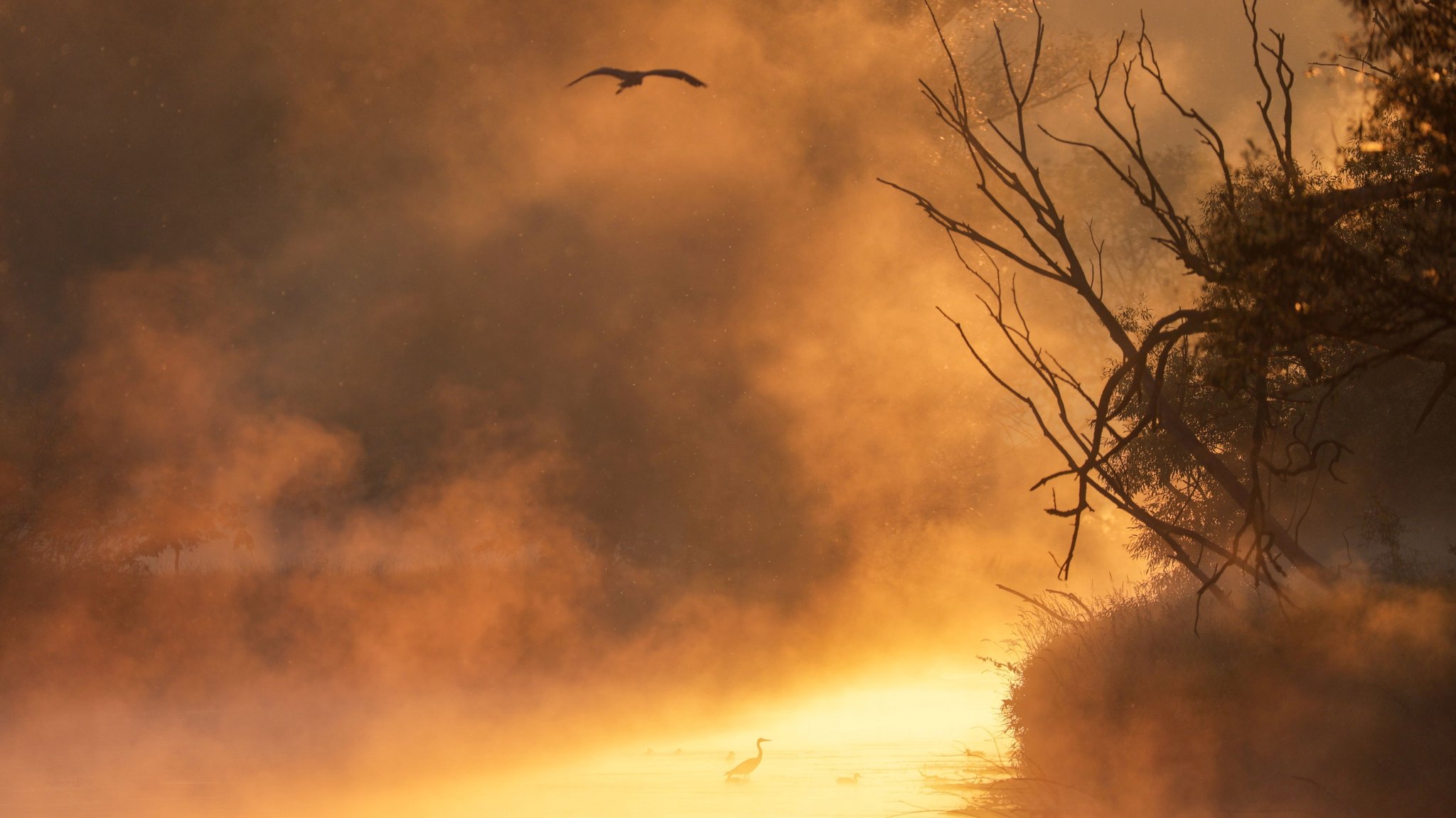 Hitze in Deutschland: Die aufgehende Sonne färbt den Morgennebel an der Donau gelb ein.