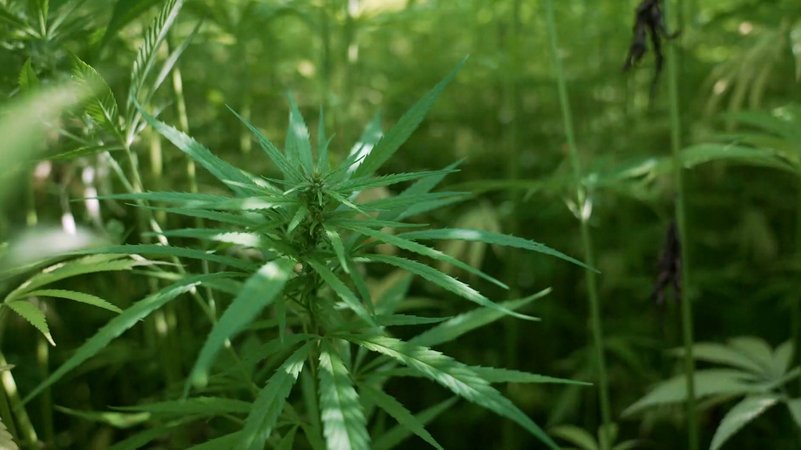Cannabis-Pflanze | Bild: BR Cannabis-Pflanze