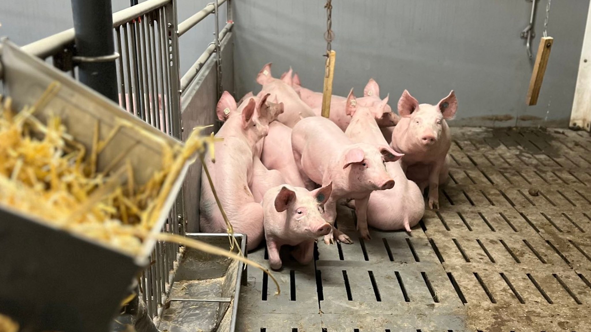 Schweine in einem Maststall