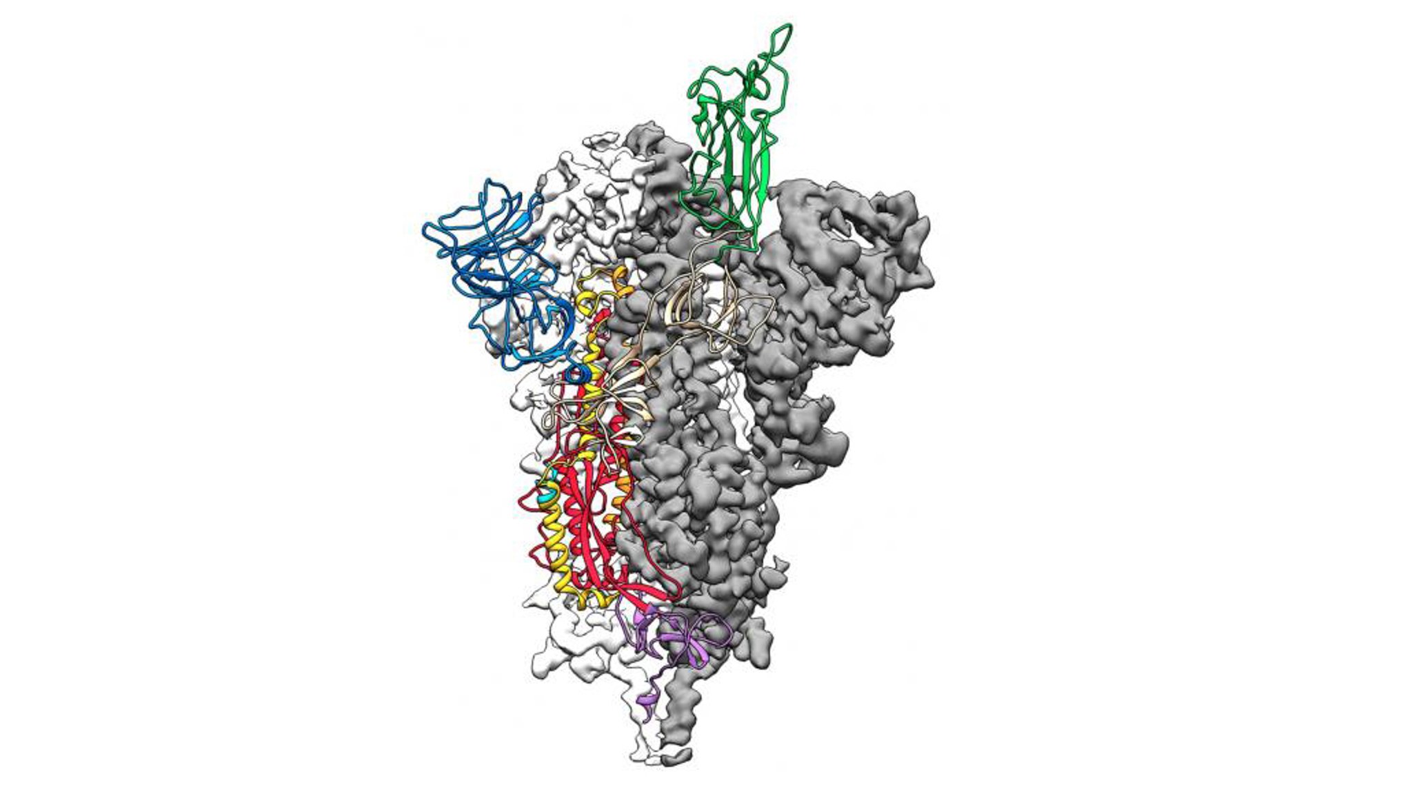 Coronavirus-Protein