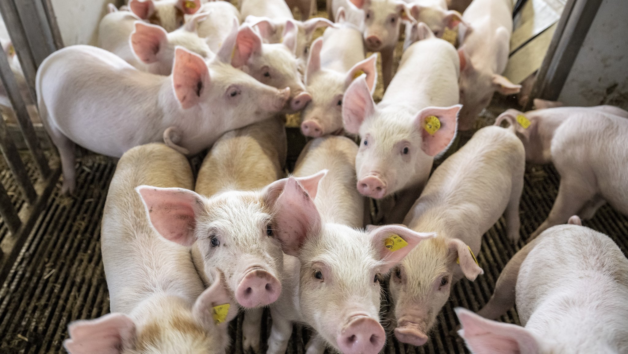 Agrarbericht zählt 100.000 Höfe - aber Nutztierhalter geben auf