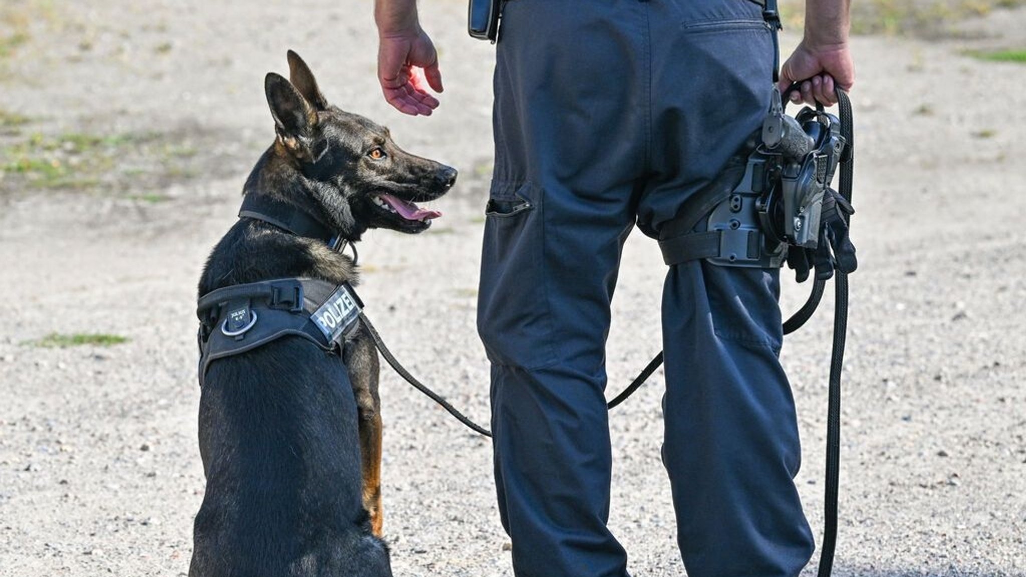 Ein Polizeihund an der Leine. 