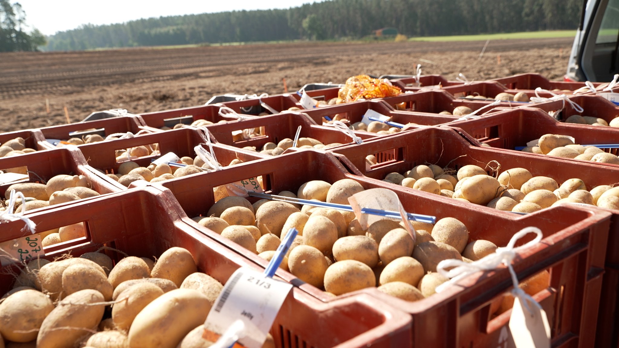 Kartoffeln in Kisten