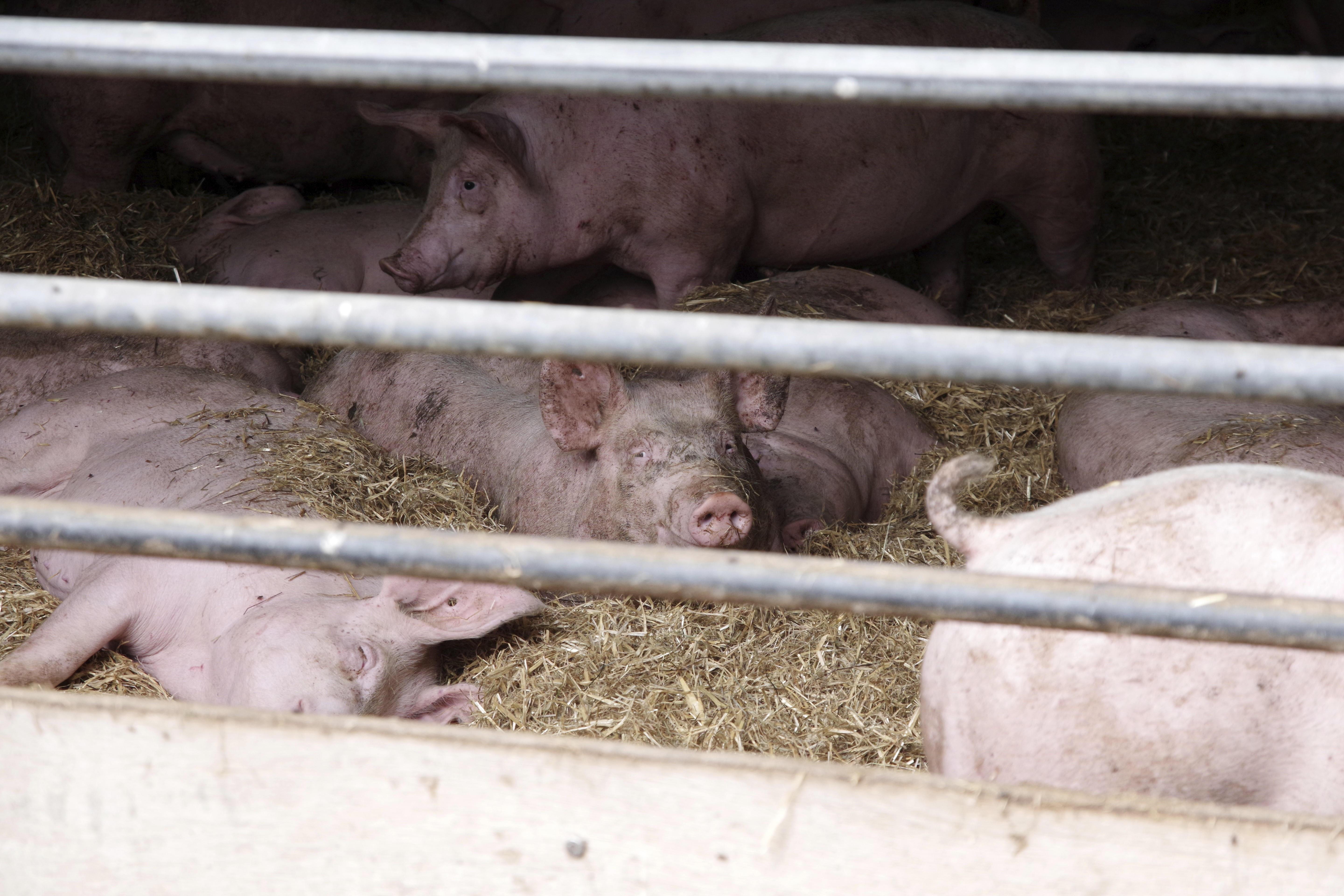 Schweine in einem Stall 