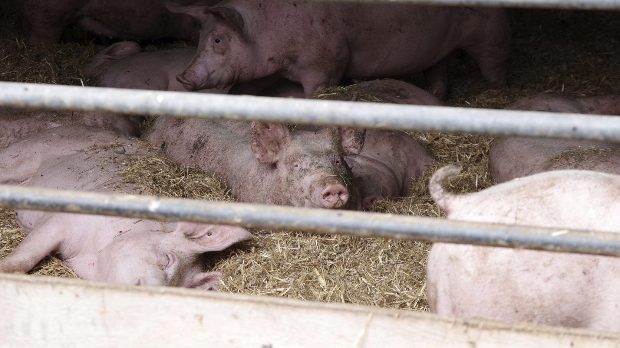 Schweine in einem Stall 