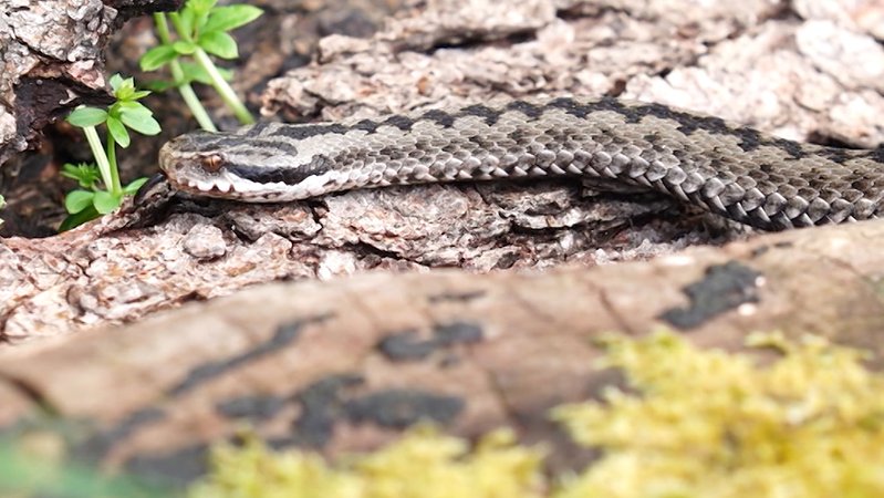 Eine Schlange im neuen Reptiliengehege 