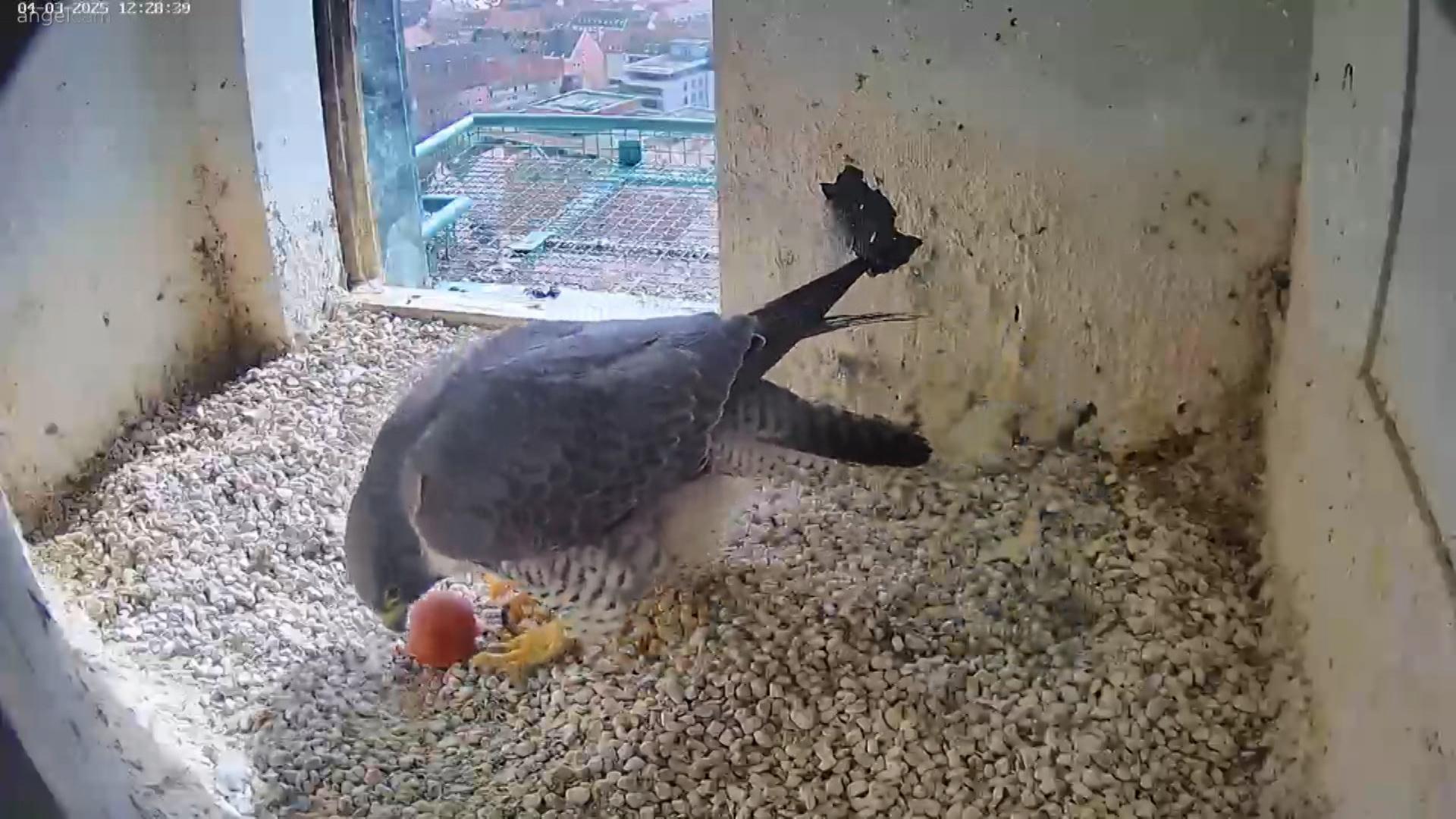 Wanderfalken-Weibchen mit Ei