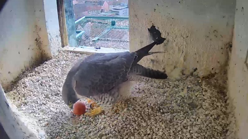 Wanderfalken-Weibchen mit Ei | Bild: Regierung von Mittelfranken Wanderfalken-Weibchen mit Ei