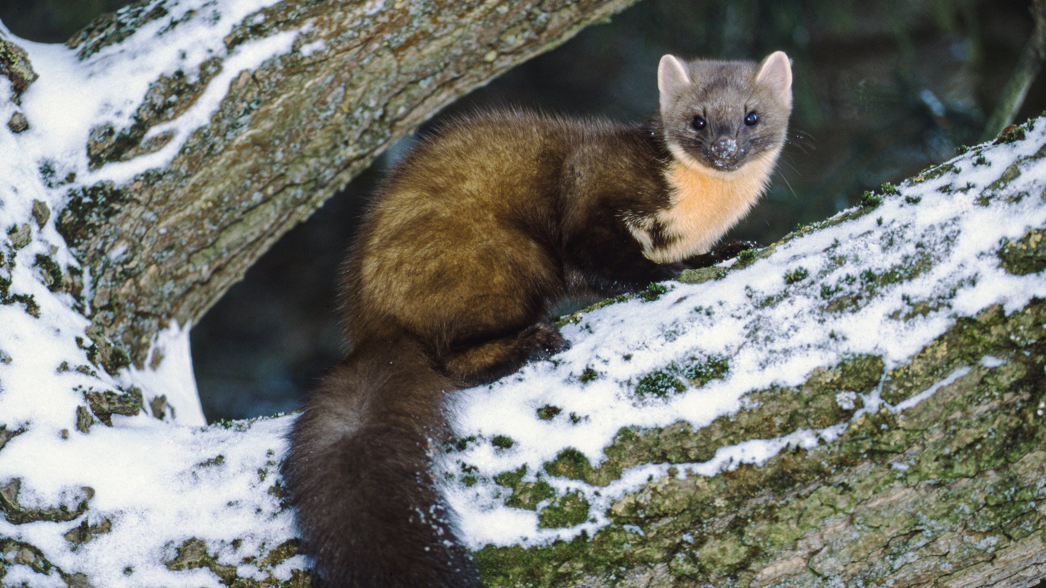 Was tun, wenn Wildtiere in Haus und Garten einziehen?