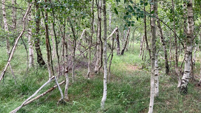 Im Übergangsbereich zum Moor in Oberbreitenau wachsen Birken