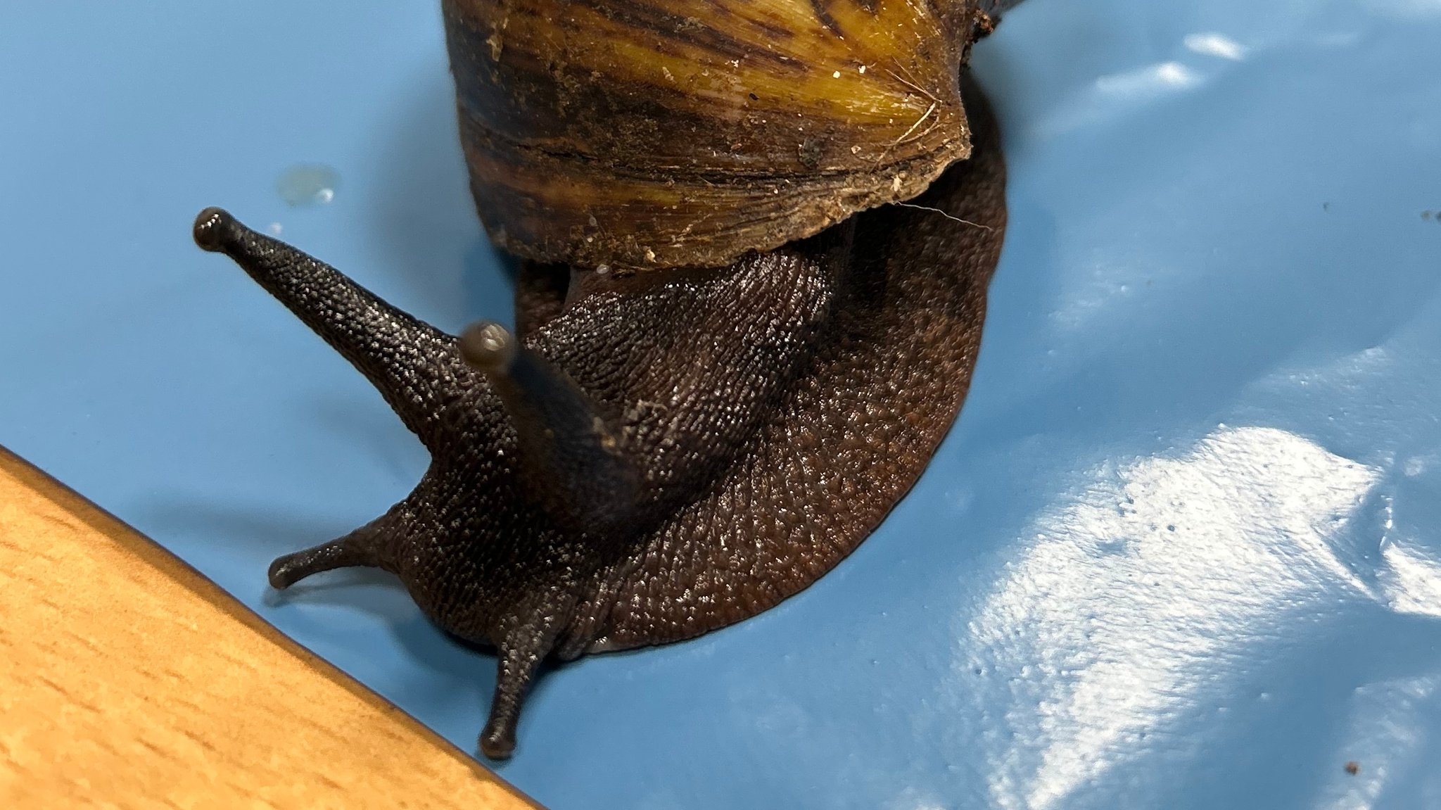 Afrikanische Riesenschnecke