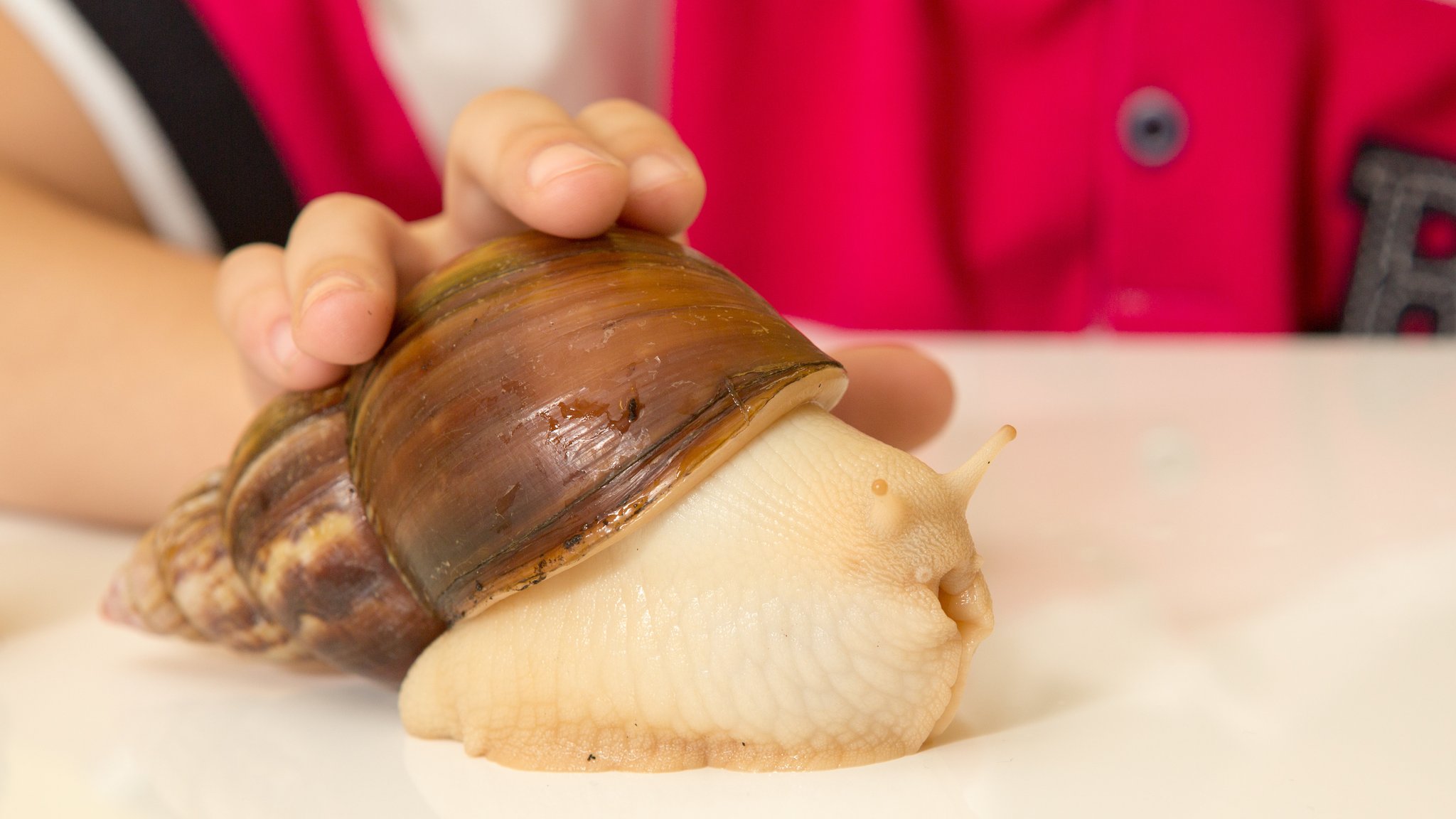 Jemand streichelt eine Riesenschnecke