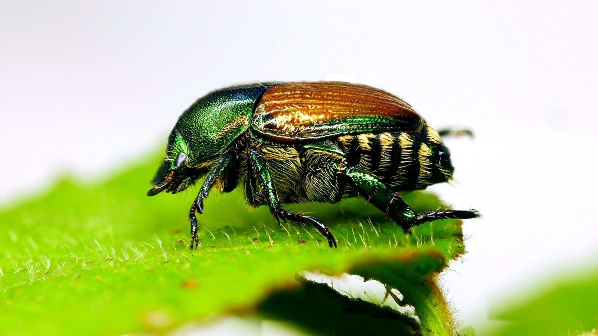 Japankäfer: Haben Sie den Schädling schon im Garten gesehen?