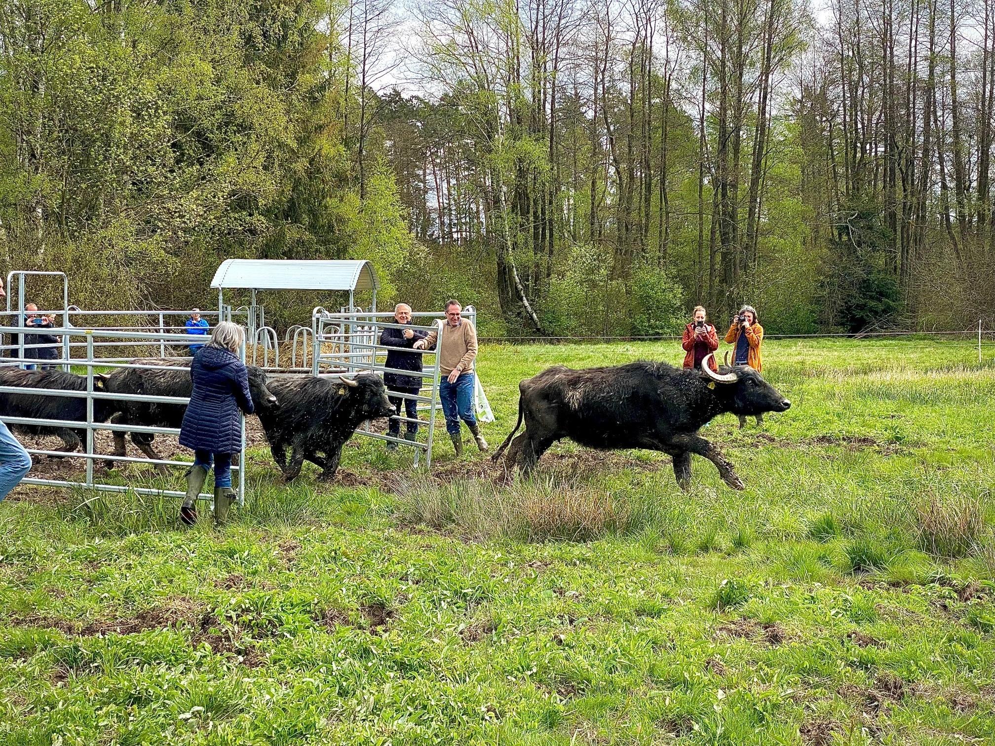Wasserbüffel werden auf einer Weide ausgesetzt.
