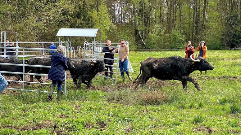 Wasserbüffel werden auf einer Weide ausgesetzt. | Bild:BR/Heinz Rudolf