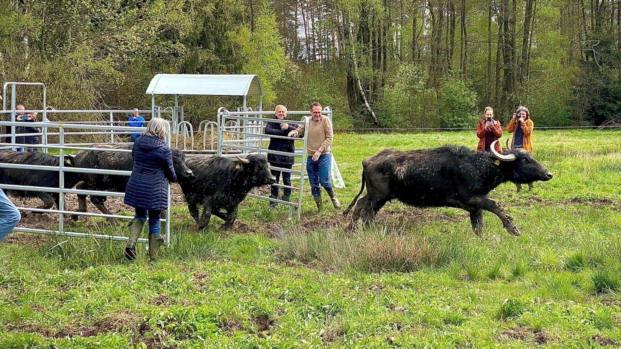 Wasserbüffel werden auf einer Weide ausgesetzt.