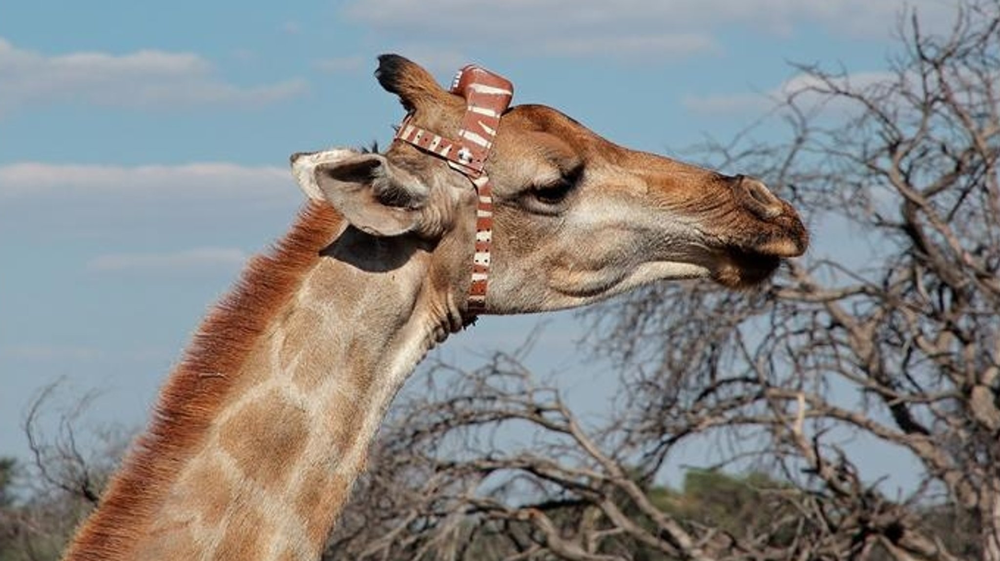 Giraffe mit GPS-Tracker am Kopf