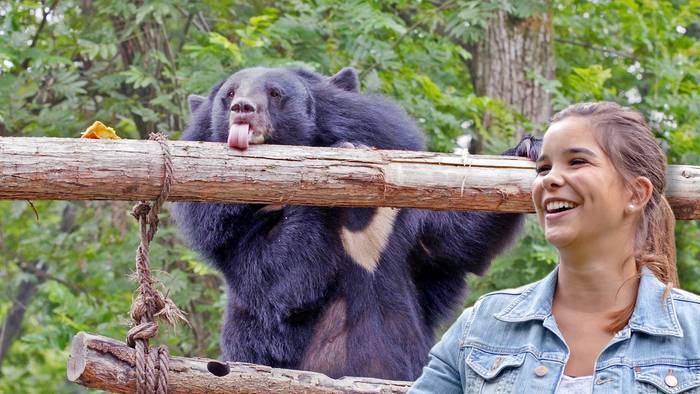 Anna Und Die Wilden Tiere Auf Den Spuren Der Berggorillas