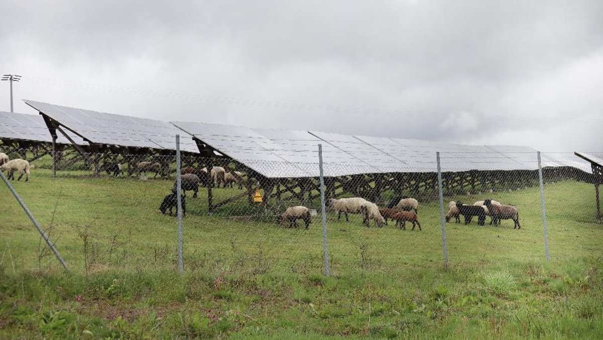 Auf dieser Weide im Solarpark Oberötzdorf bei Untergriesbach wurde ein Schaf am Montag angefallen und getötet.