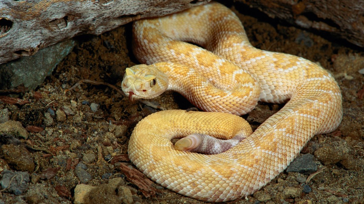 Die Texas-Klapperschlange ist eine der größten Klapperschlangenarten und sehr giftig.