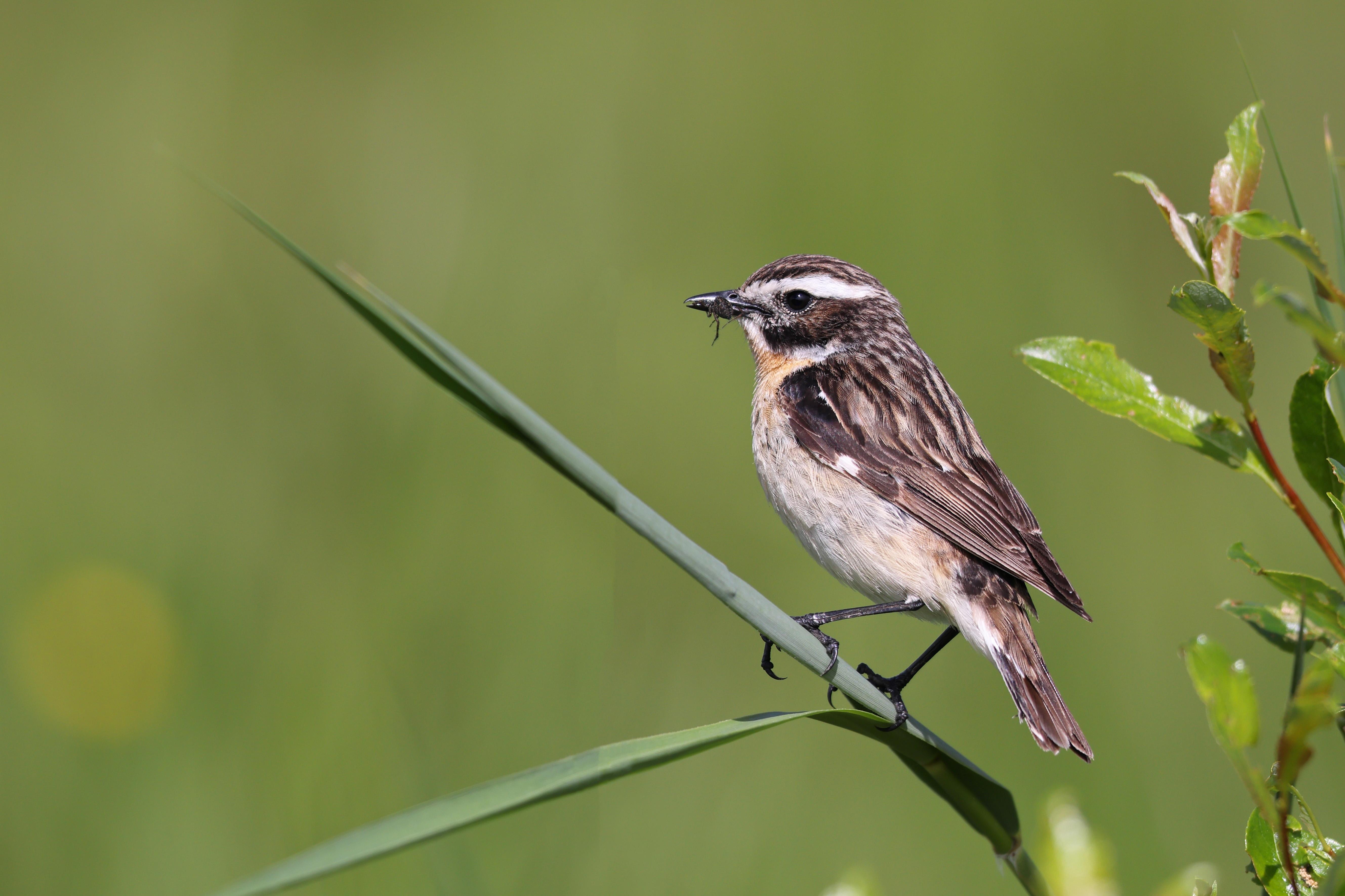 Braunkehlchen-Männchen mit Futter im Maul - die Vogelart leidet besonders unter der intensiven Landwirtschaft.