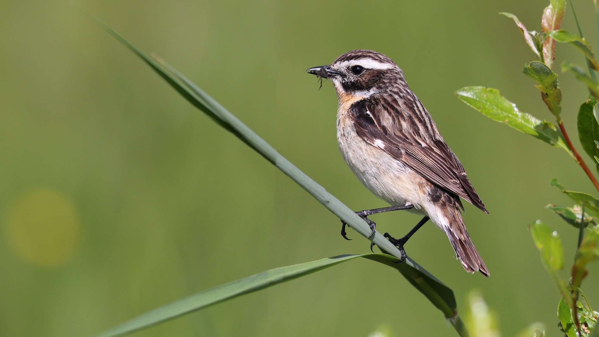 Braunkehlchen-Männchen mit Futter im Maul - die Vogelart leidet besonders unter der intensiven Landwirtschaft.