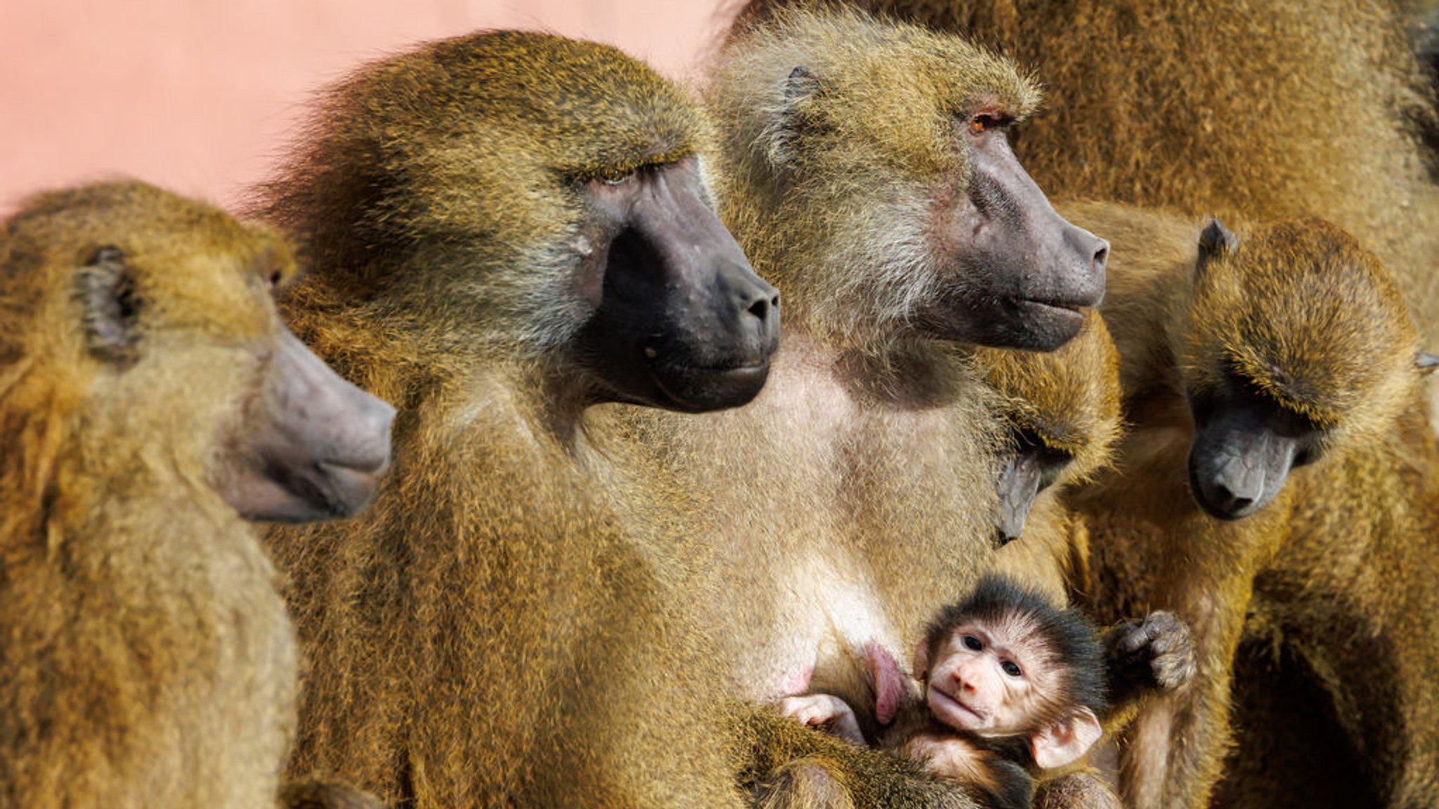 ARCHIV - 09.02.2024, Bayern, Nürnberg: Paviane sitzen mit einem Jungtier in ihrem Gehege im Tiergarten Nürnberg. Der Tiergarten Nürnberg will künftig einzelne Tiere aus seiner 45-köpfigen Pavian-Gruppe töten, um die Population besser managen zu können.