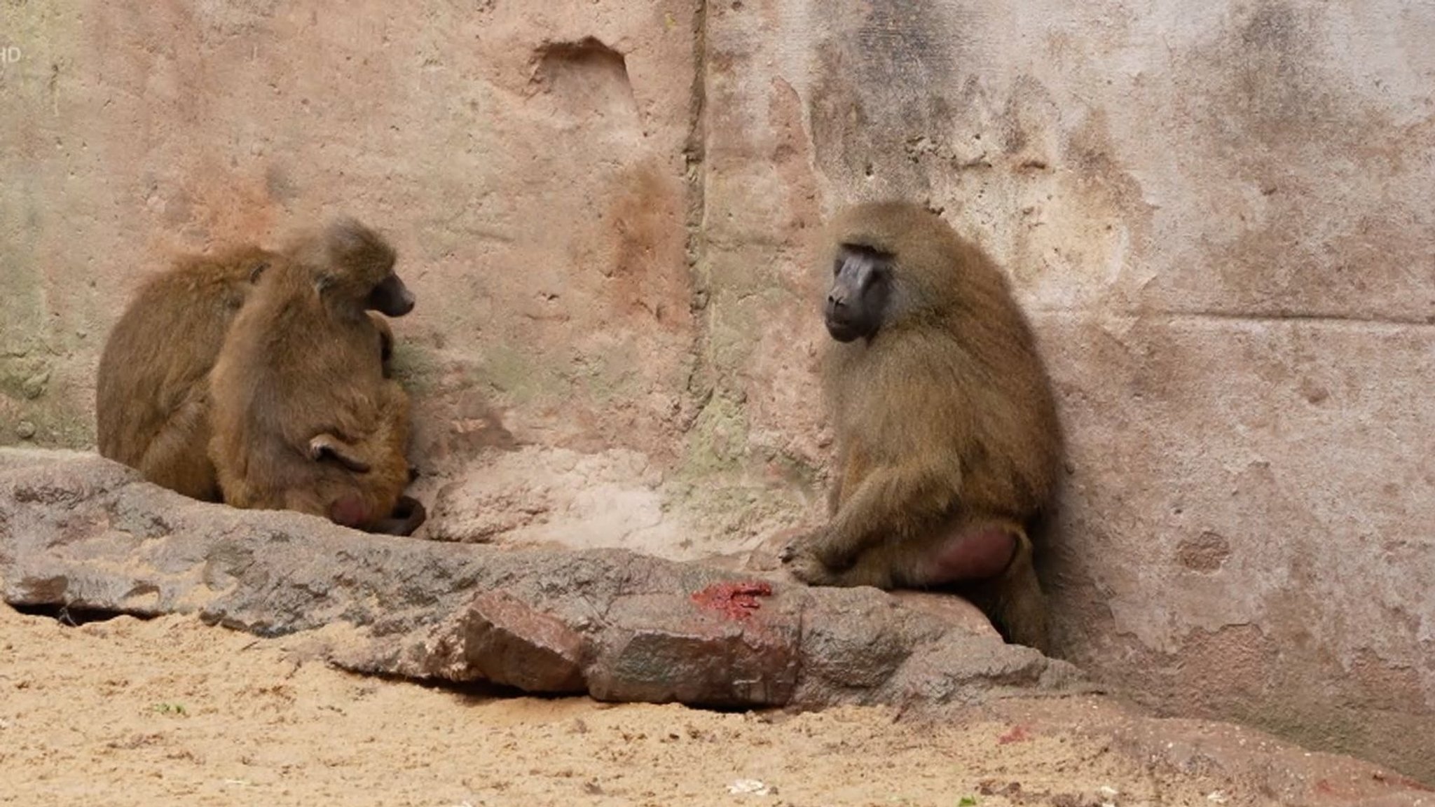 Zwei Paviane im Nürnberger Tiergarten sitzen auf einem Felsen. | Bild: BR Zwei Paviane im Nürnberger Tiergarten sitzen auf einem Felsen.