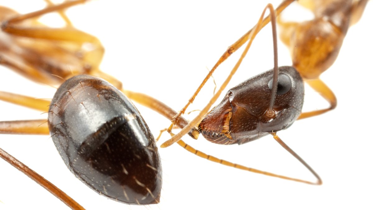 Lebensrettende Bein-Amputationen bei Ameisen