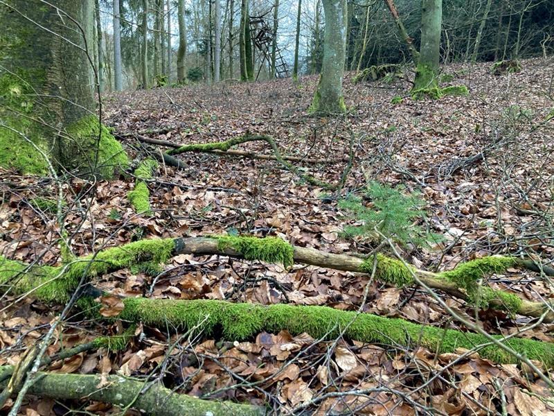 Waldboden, auf dem Blätter und bemooste Zweige liegen
