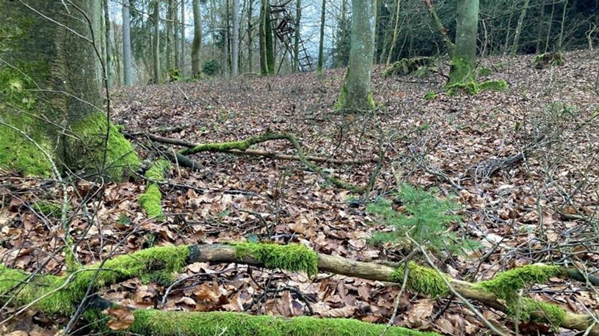 Wie gesund ist der Waldboden in Bayern?