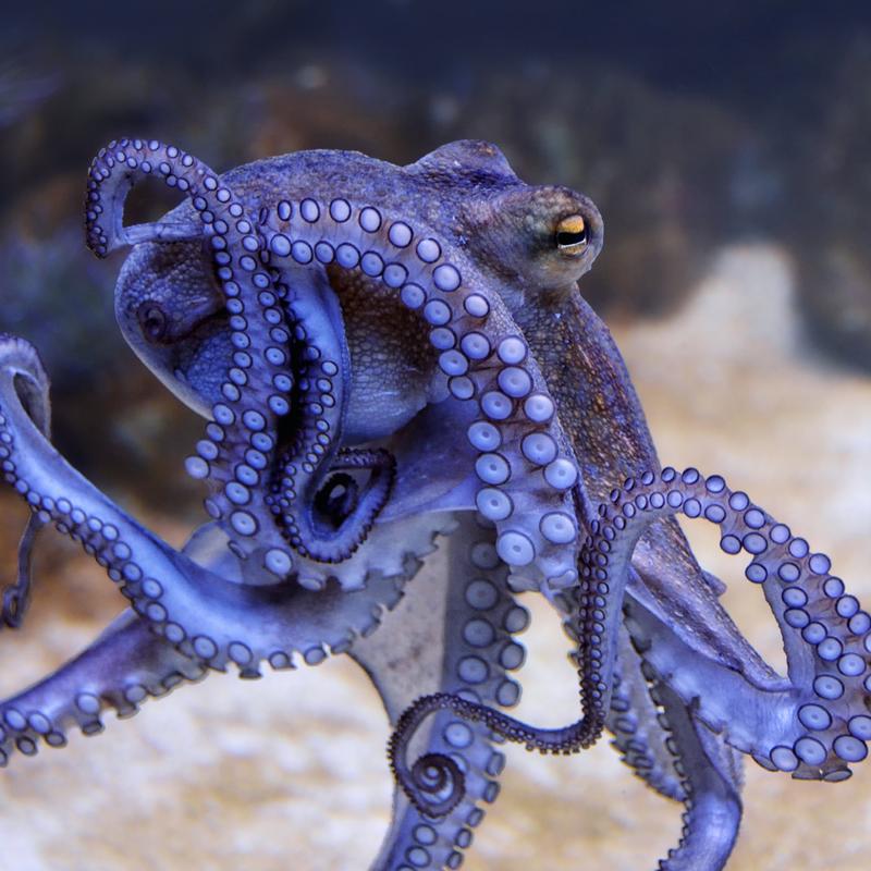 Ein Körper voll Gehirn Wie clever ist der Oktopus? IQ Wissenschaft und Forschung BR Podcast