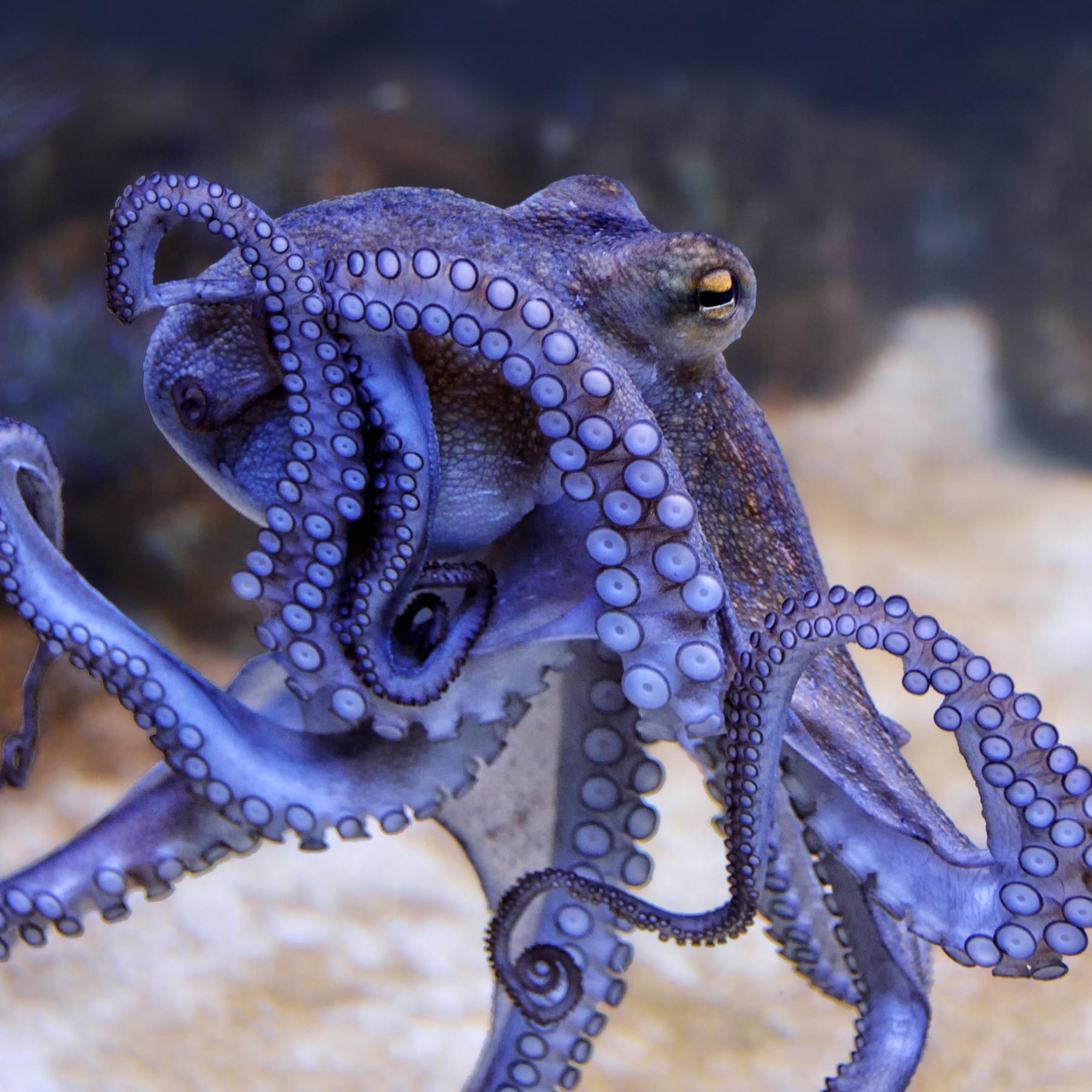 Ein Körper voll Gehirn - Wie clever ist der Oktopus?