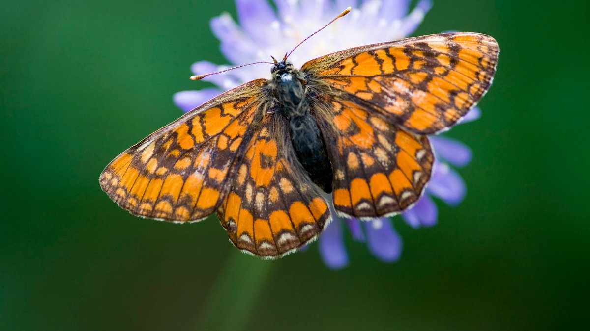 Eschenscheckenfalter (Euphydryas maturna) | Bild: picture alliance / Bildagentur-online/McP-SHU Eschenscheckenfalter (Euphydryas maturna)