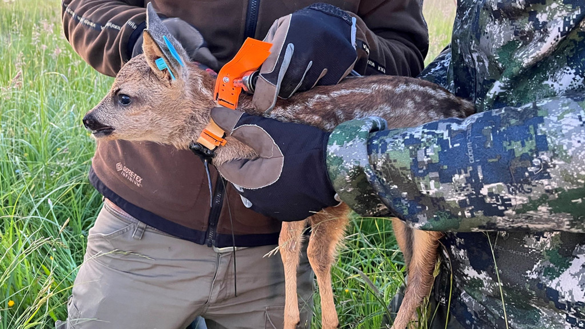 Jedes Jahr, wenn Wiesen gemäht werden, sterben viele Rehkitze. Vor dem Mähen jede Wiese zu kontrollieren ist unmöglich. Jetzt gibt es ein Forschungsprojekt der TU München, um den Mähtod zu verhindern: mit piepsenden und blinkenden Wildrettern.