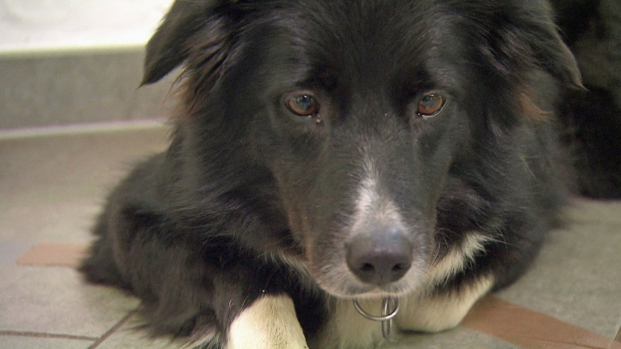 Hunde schnüffeln mit Köpfchen