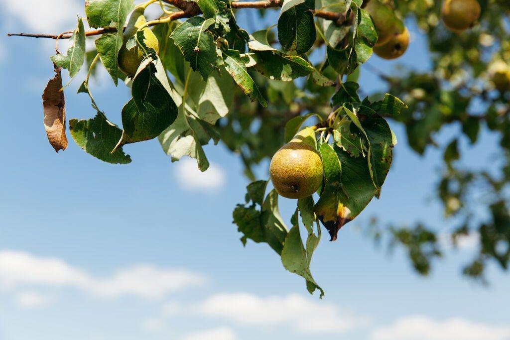 Birnen an einem Baum im Sommer