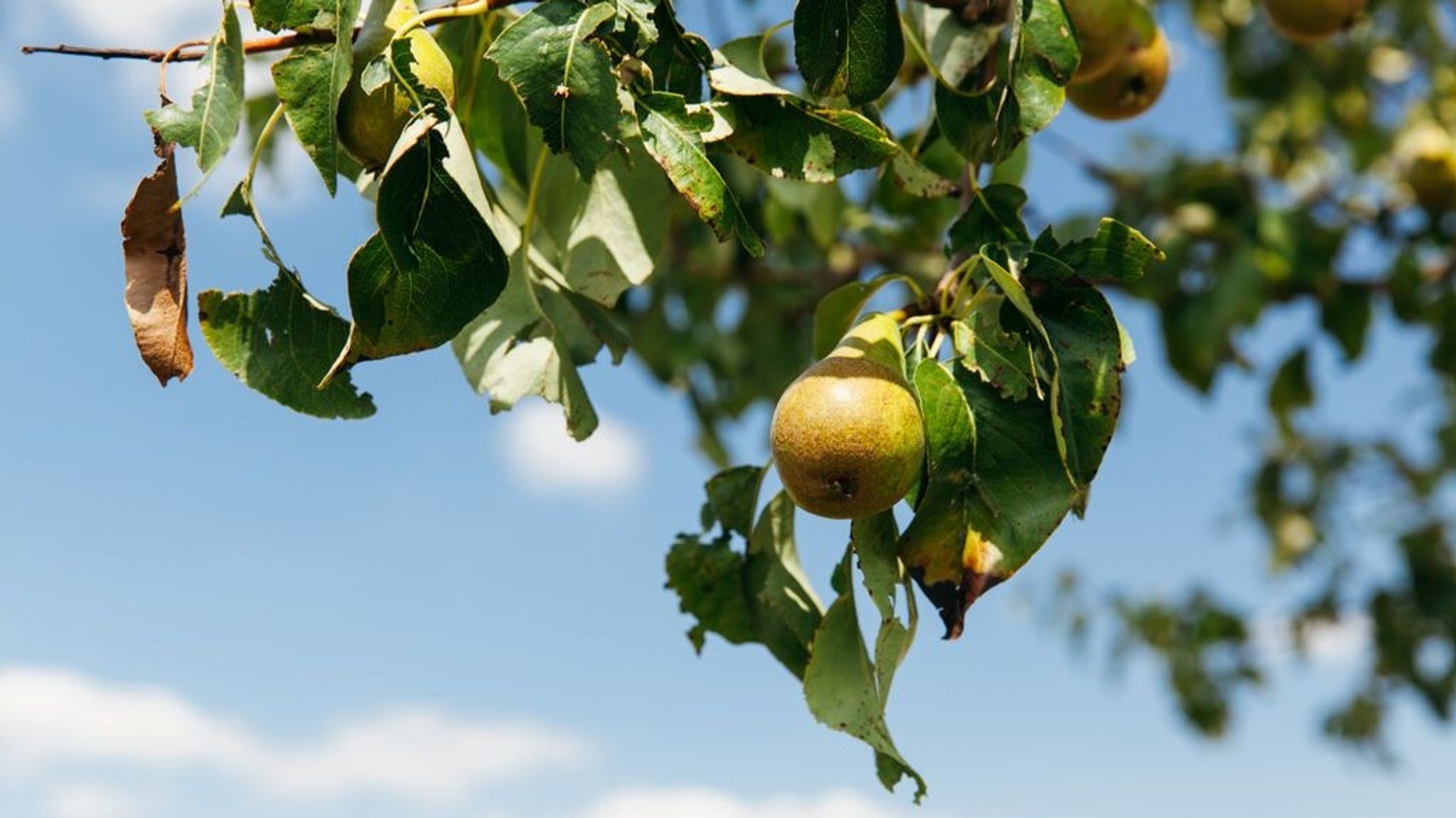 Birnen an einem Baum im Sommer