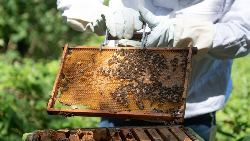 Imker Ingo Fehr zeigt auf dem Hamburg Airport eine Wabe aus einem Bienenstock. Am Flughafen gibt es ein Jubiläum: Seit 25 Jahren sammeln dort Bienen Honig. | Bild: dpa-Bildfunk/Daniel Reinhardt Imker Ingo Fehr zeigt auf dem Hamburg Airport eine Wabe aus einem Bienenstock. Am Flughafen gibt es ein Jubiläum: Seit 25 Jahren sammeln dort Bienen Honig.
