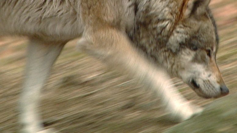Symbolbild: Ein Wolf hat nur 20 Meter entfernt von einem Wohnhaus in Böbing ein Schaf gerissen | Bild:BR Archiv