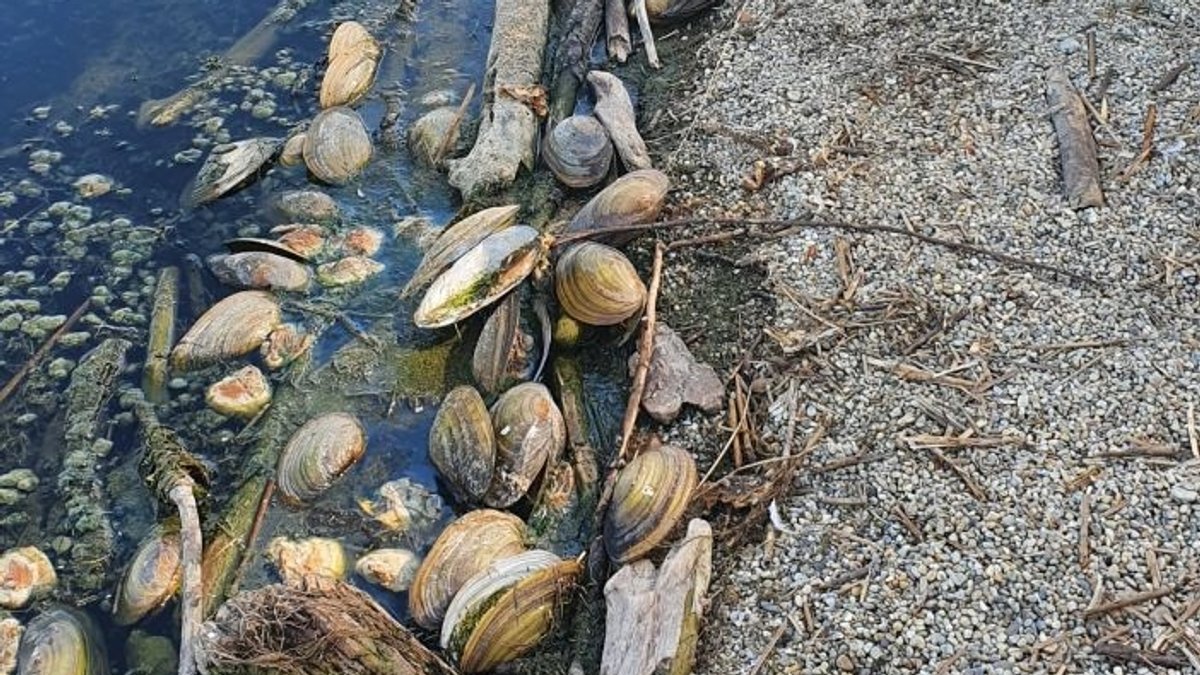 Verendete Teichmuscheln am Ufer des Vilstalstausees 