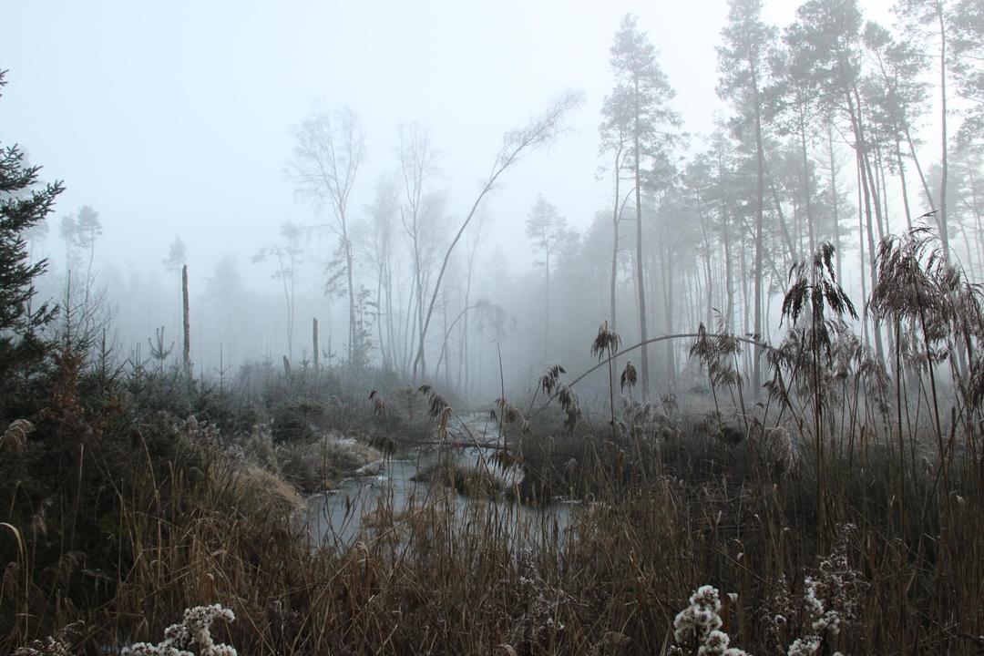 Hochmoor in der Gemeinde Raubling