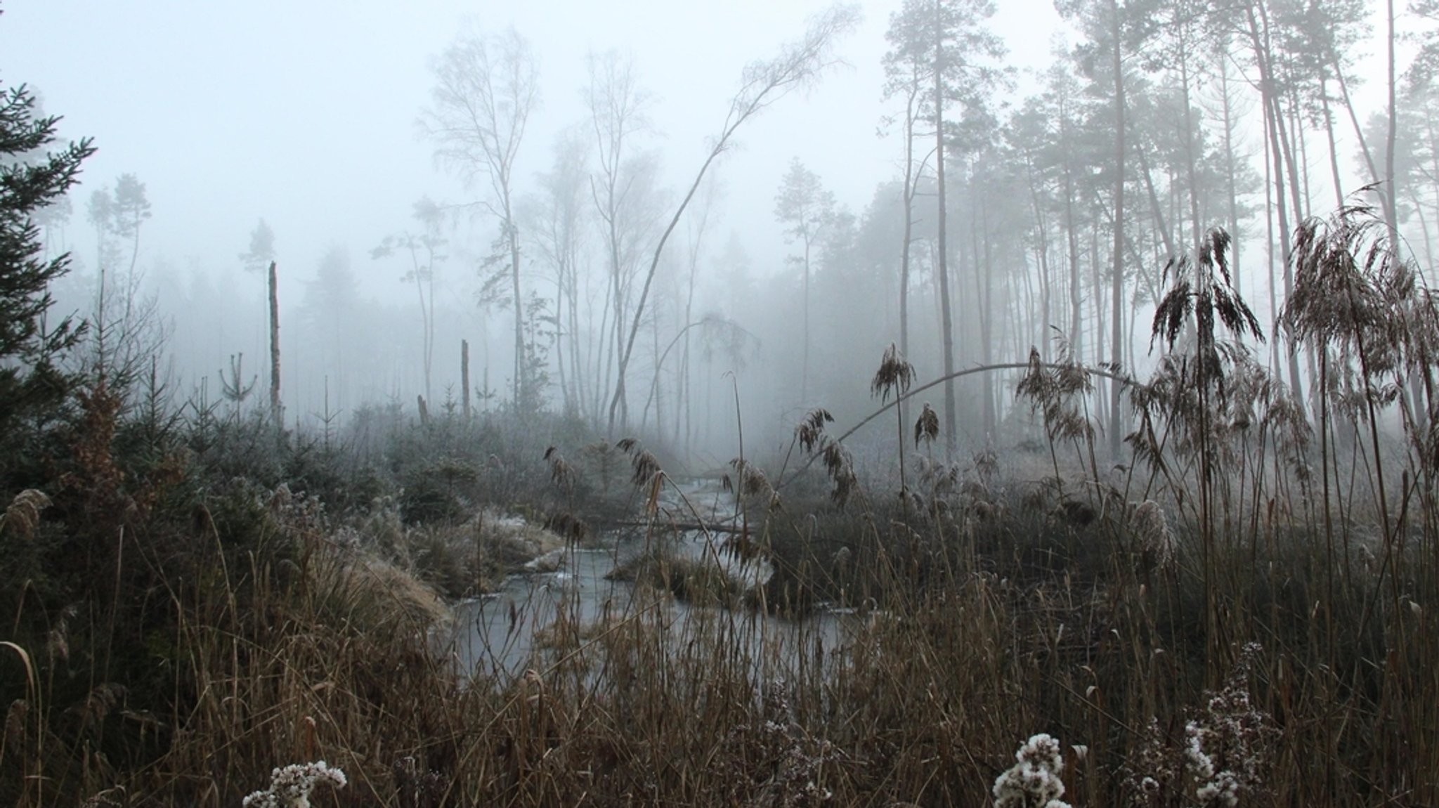 Hochmoor in der Gemeinde Raubling